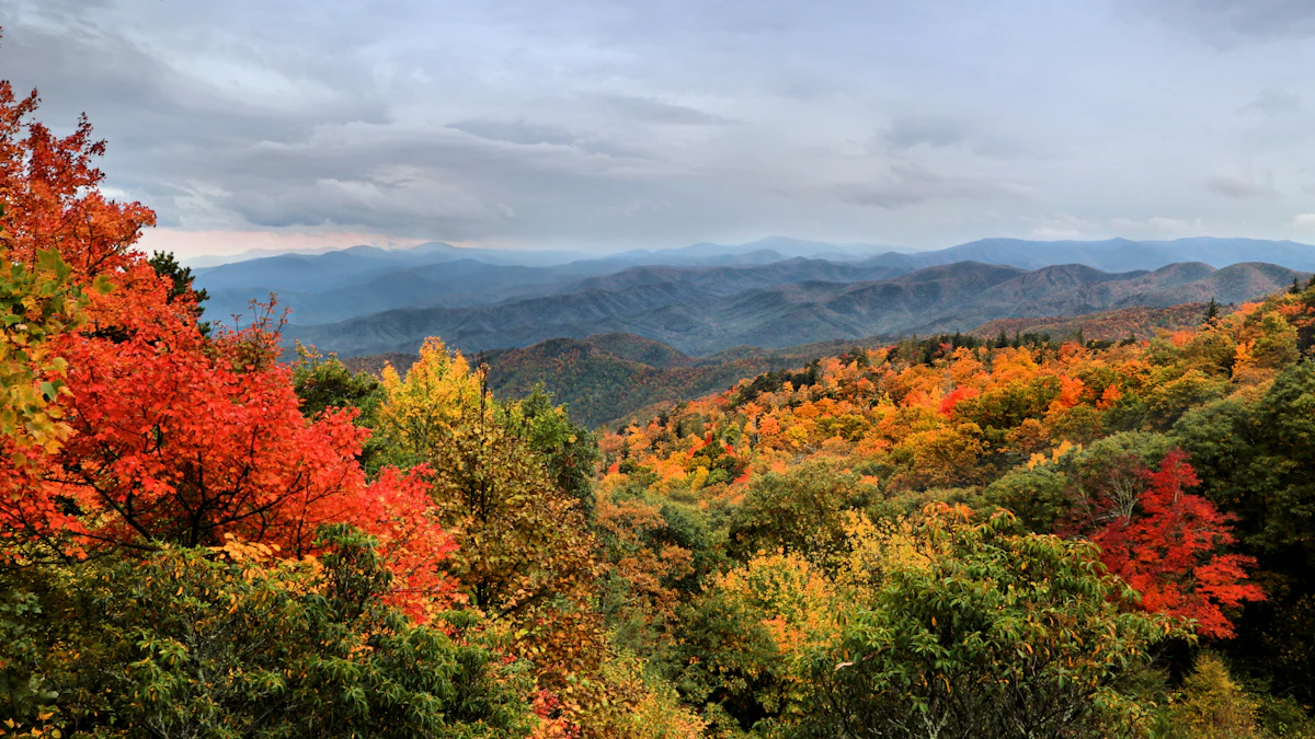 Blue Ridge mountains in autumn with vibrant red and gold maples in the foreground, Western North Carolina